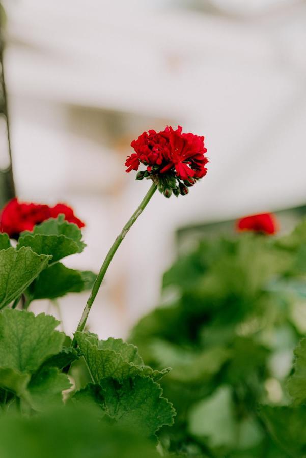 Masseria Agriturismo Il Sorriso Degli Ulivi - Dimora Di Charme Gallipoli Εξωτερικό φωτογραφία
